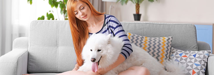 Pet dander can affect indoor air quality but there are solutions to having pets and maintaining a healthy indoor climate.